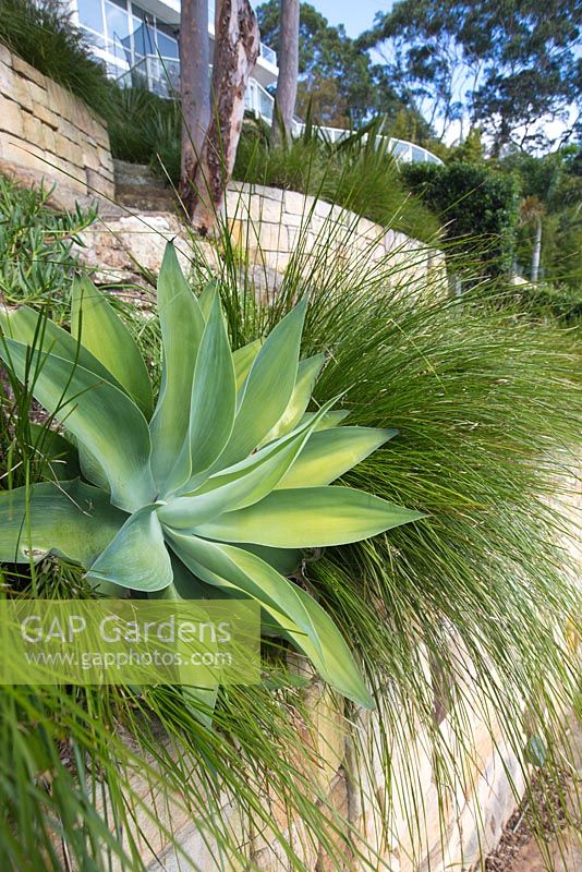 Low angle view of harbourside property showing Agave attenuata and Lomandra longifolia 'Tanika'.