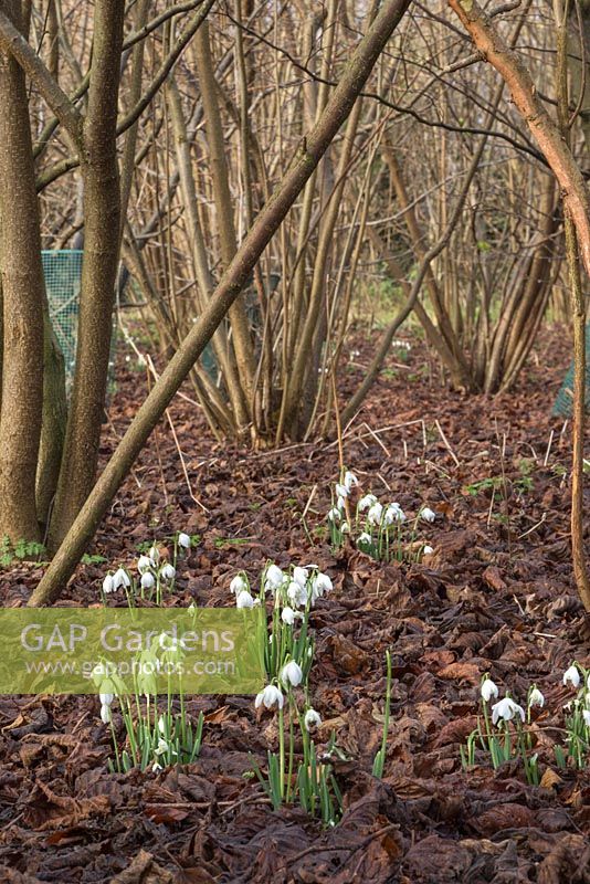 Snowdrops growing through a floor of autumnal leaves within the Hazel woodland