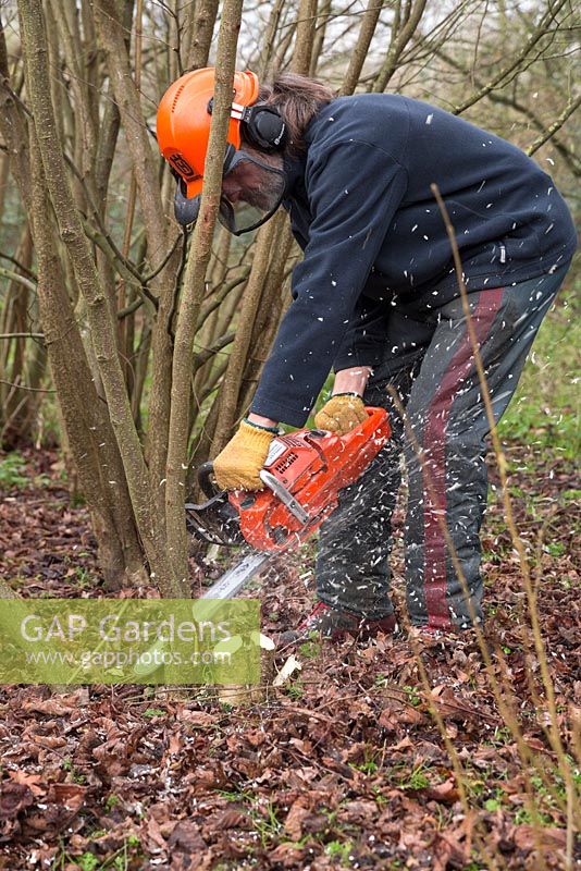 Stephen Westover using a chainsaw to speed up the process of coppicing Hazel trees to near ground level