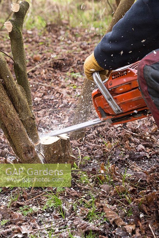 Using a chainsaw to speed up the process of coppicing Hazel trees to near ground level
