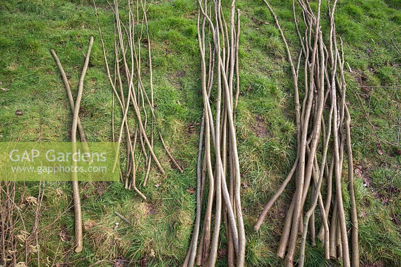 Bundles of Hazel sticks organised for use as Pea sticks, Stakes, Hazel canes, Craft wood and Bean sticks
