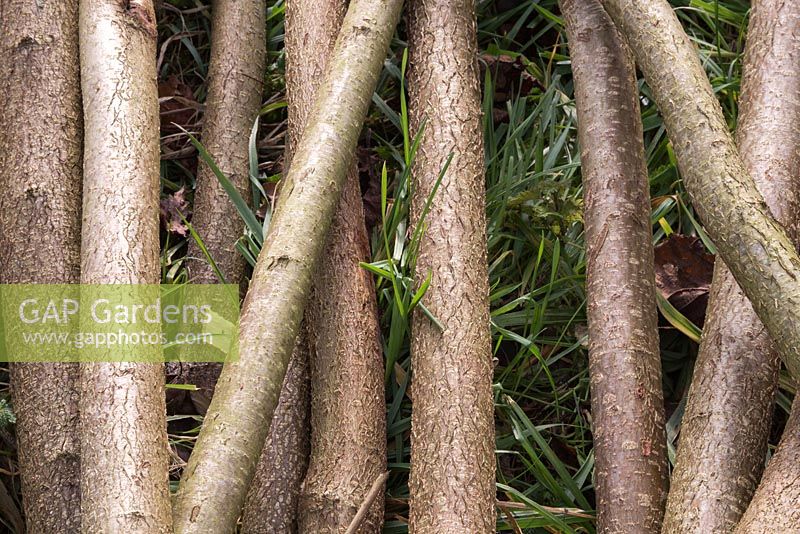 A bundle of coppiced Common Hazel sticks