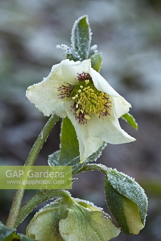 Helleborus orientalis - surviving -6 degrees of frost. Broadview Gardens, Hadlow, Kent.  December.