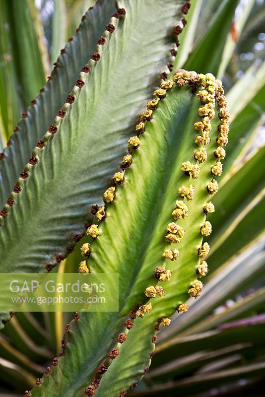 Euphorbia ingens. 'Candelabra Tree' - native to South Africa. Private garden in Puerto de la Cruz, Tenerife. February.