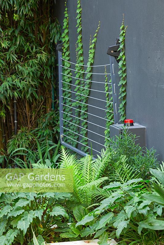 Wall mounted clothesline behind raised garden bed in lower area of modern courtyard. Philodendron 'Xanadu' and Blechnum gibbum 'Silver Lady' fern in foreground. Creeper on wall Tricuspidata Boston ivy and bamboo screen along fence