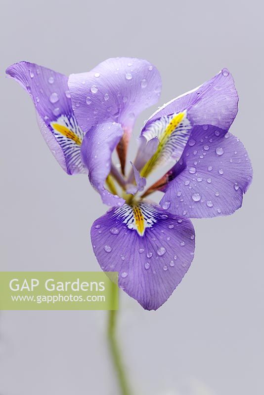 Iris unguicularis, February, Suffolk