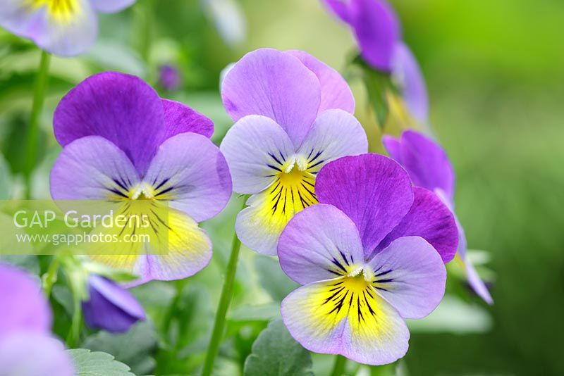 Viola cornuta F1 'Deltini Blue' Purple Wing, March, Suffolk