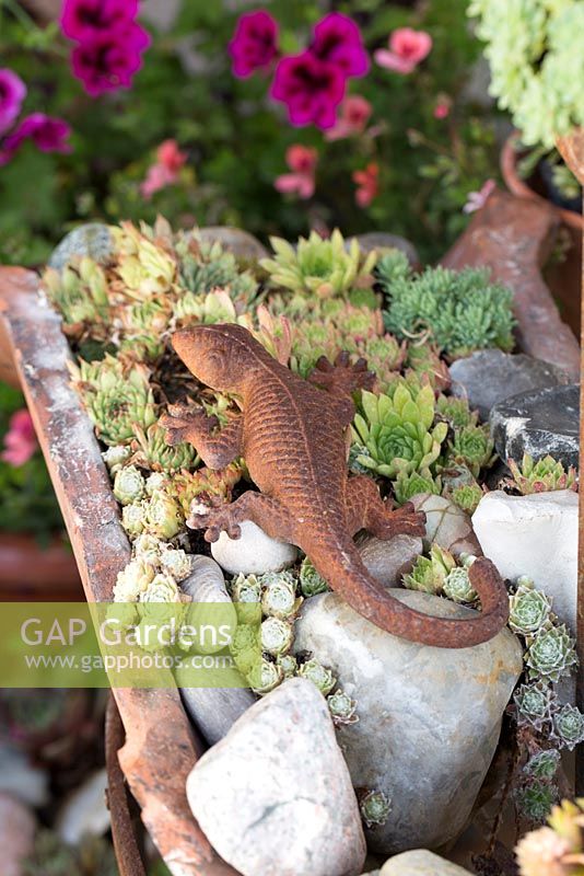 Sempervivum with lizard sculpture