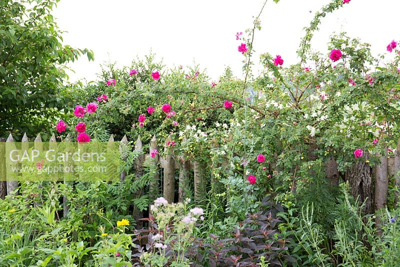 Rosa 'Cerise Bouquet' in Summer border