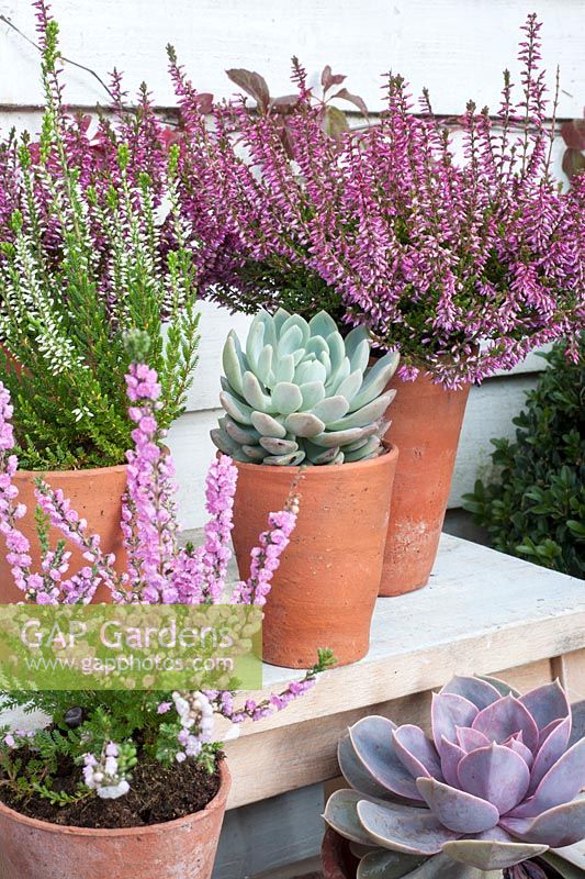 Erica and succulents displayed on wooden steps