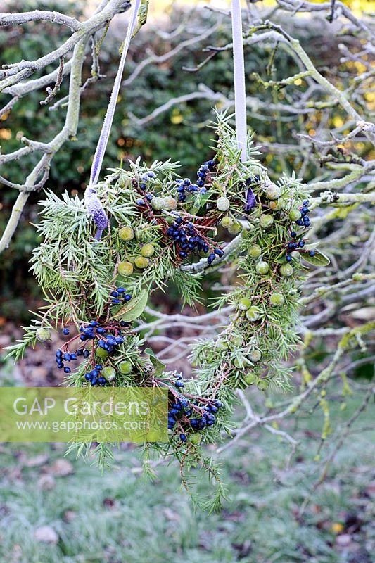 Frosty heart wreath made of juniperus communis and viburnum tinus berries