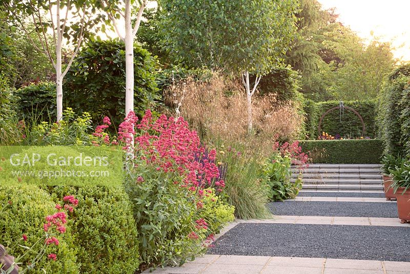 Contemporary path and steps with Red Valerian - Centranthus ruber, Stipa gigantea, clipped Buxus sempervirens, Salvia Caradonna, Phlomis russeliana, Alchemilla mollis with Betula Silver Birch and mature beech - Fagus sylvatica hedging