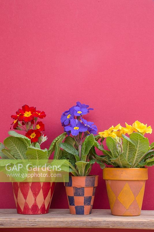Terracotta pots with various Tartan patterns, planted with Primula elatior Crescendo series