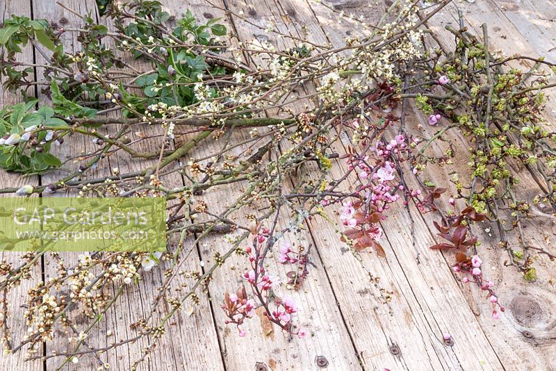 Spring blossom of Willow, Cherry, Elderberry and Pyracantha
