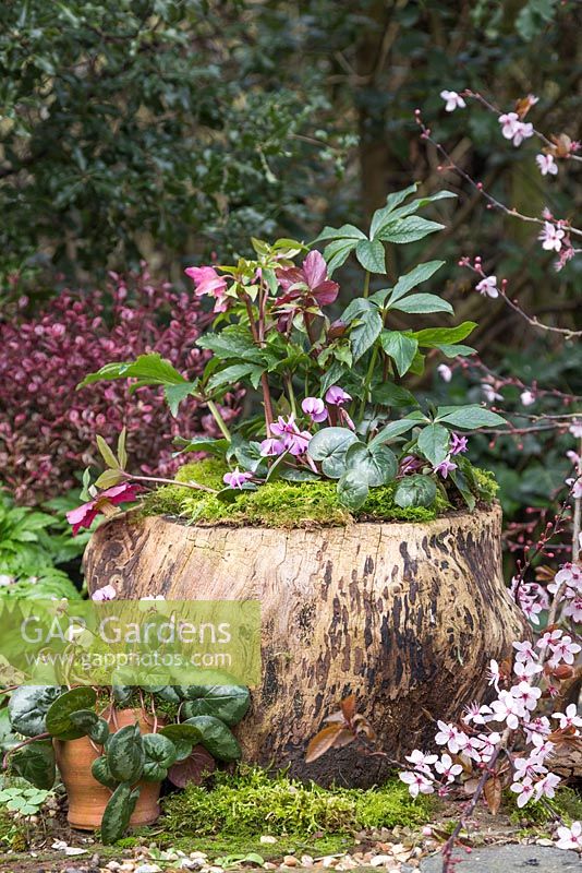 A hollow tree stump planted with Cyclamen coum, Helleborus orientalis and a top layer of moss