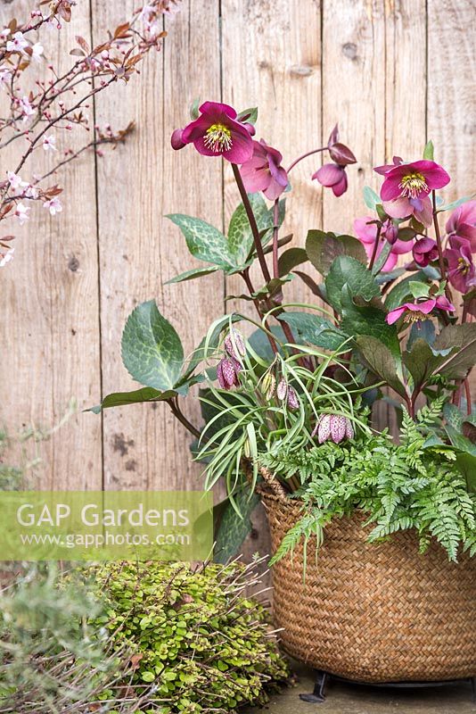 Woven basket planted with Helleborus Rodney Davey Marbled Group 'Anna's Red', Polystichum tsus-simense and Fritillaria meleagris
