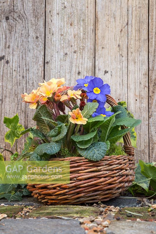 Wicker basket containing mixed Primula with Blue, Peach and Cream tones