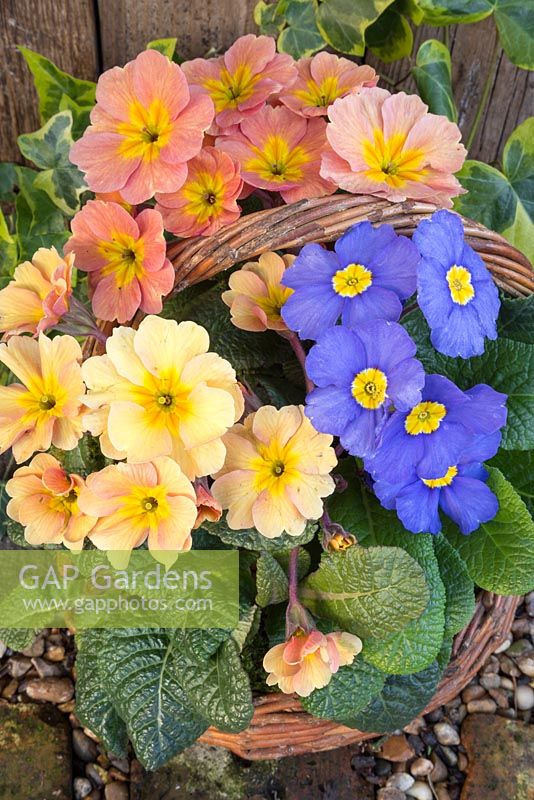 Wicker basket containing mixed Primula with Blue, Peach and Cream tones
