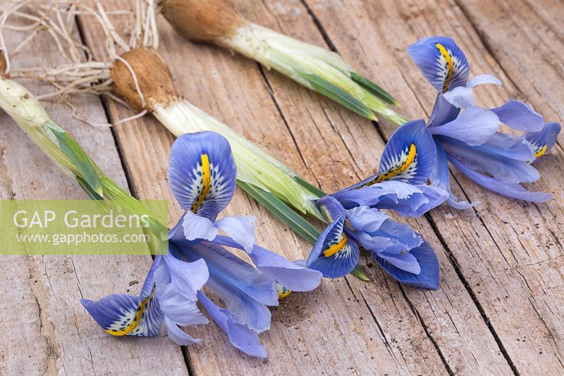 Iris reticulata 'Alida' on a wooden surface