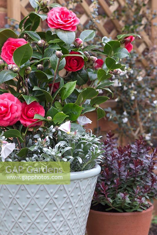 Container featuring Camellia japonica underplanted with Convolvulus cneorum