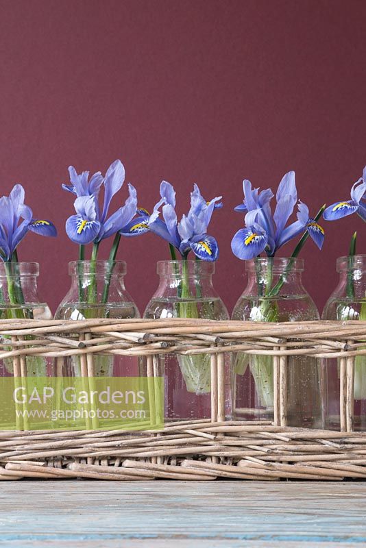 Iris reticulata 'Alida' in miniature milk bottles in a wicker basket