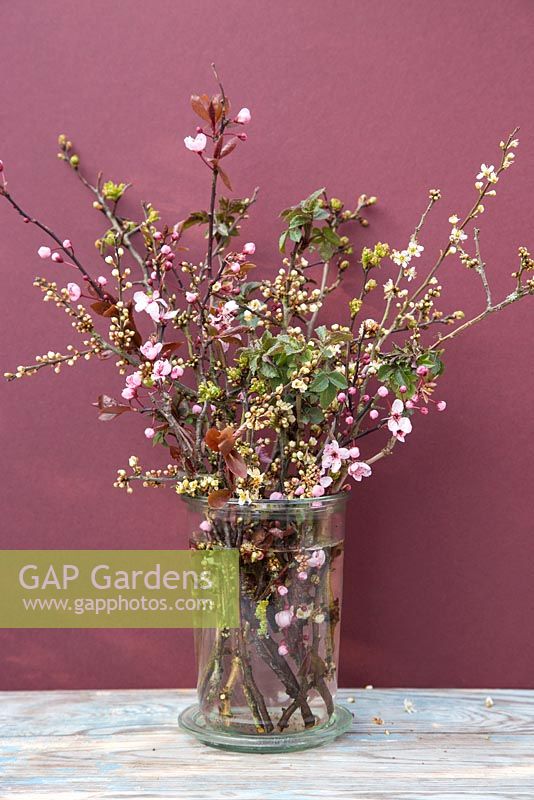 Glass jar containing spring blossom of Cherry, Sambucus and Hawthorn