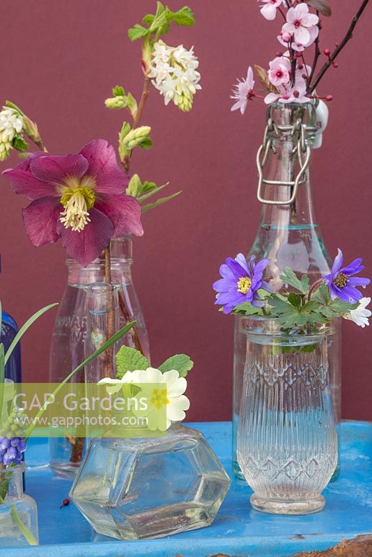 Miniature glass jar display featuring Hellebore, Primula, Cherry blossom and Anemone