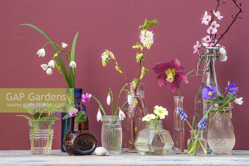 Miniature glass jar display featuring Hellebore, Snowdrops, Cyclamen, Muscari, Primula, Anemone, Pulmonaria and Cherry blossom