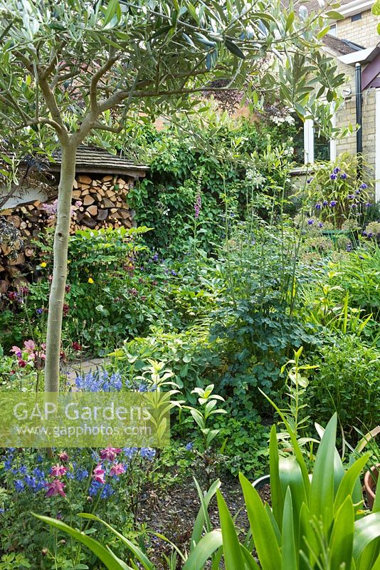 View across to shady border with log store and Hydrangea anomala subsp. petiolaris. Small olive tree. Wide range of unusual and carefully chosen herbaceous plants incuding thalictrums, veronica, lilies, aquilegias, astrantia and polygonatum.