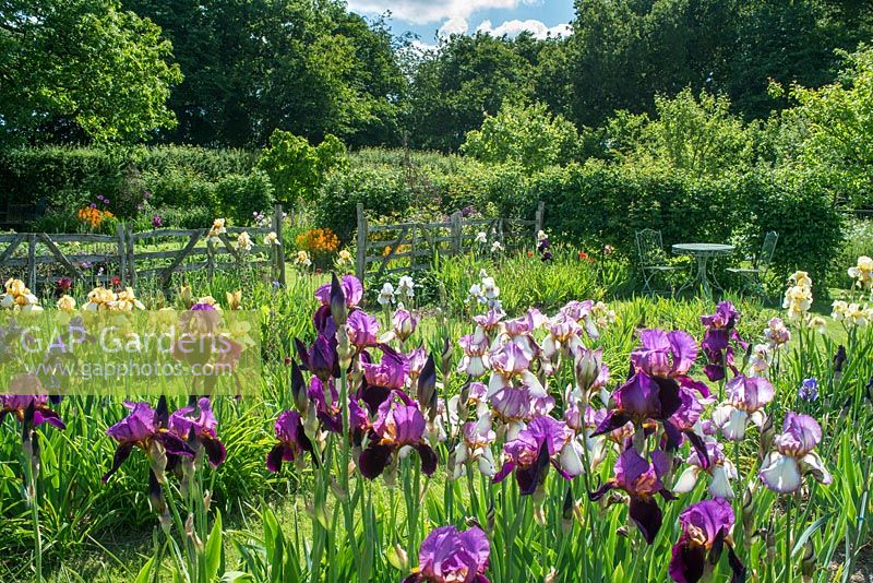 Sir Cedric Morris irises National Collection - by Howard Rice - GAP Gardens