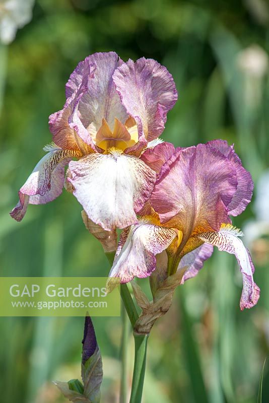 Iris 'Benton Daphne'. National Collection of Sir Cedric Morris irises