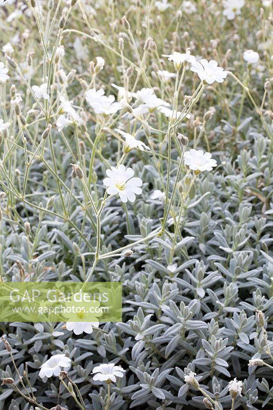 Cerastium tomentosum - Snow-in-Summer