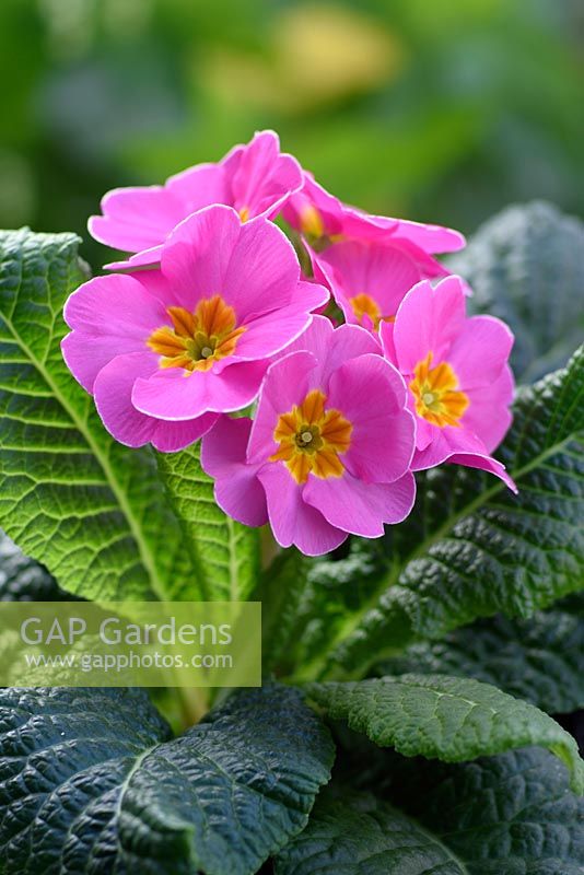 Polyanthus magenta with yellow centre