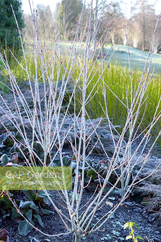 Winter stems of Acer Tegmentosum 'Valley Phantom' underplanted with Microbiota Decussata with stems of Cornus Sericea Flaviramea