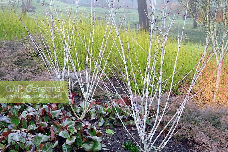 Winter stems of Acer tegmentosum Valley Phantom with Microbiota Decussata and Bergenia with backdrop of cornus Sericea Flaviramea