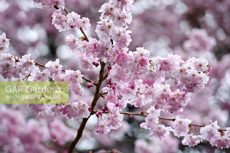 Prunus Shimidsu Sakura 