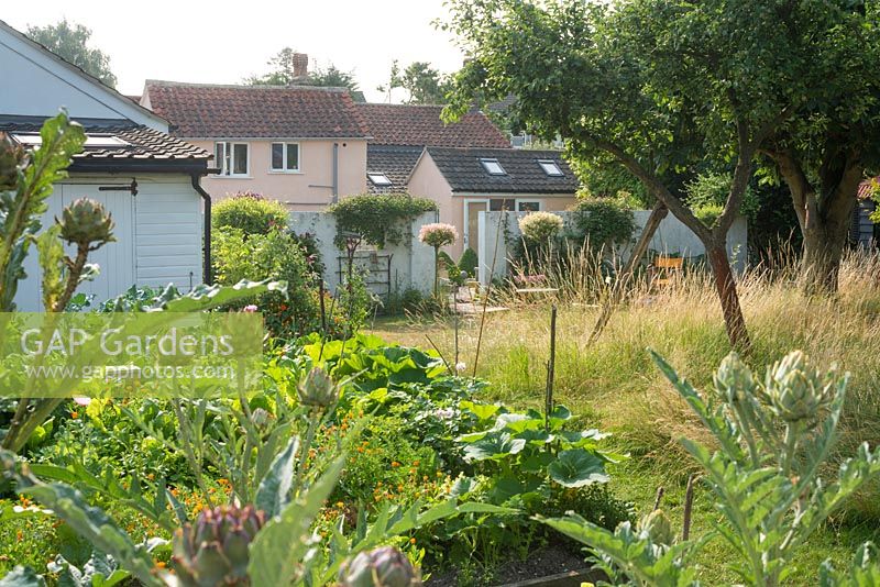 View to house from vegetable garden with artichokes.