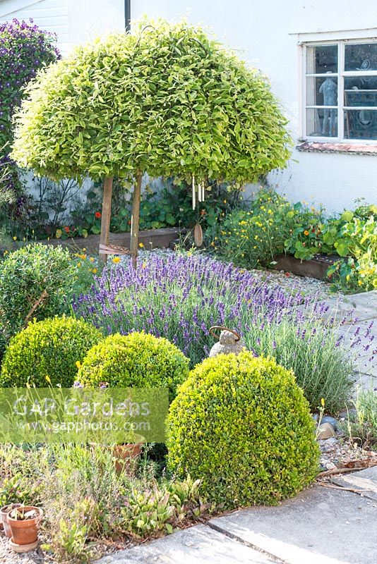 Courtyard garden with box topiary, lavender and Salix caprea 'Pendula' topiary. Christopher Marvell's studio in background.