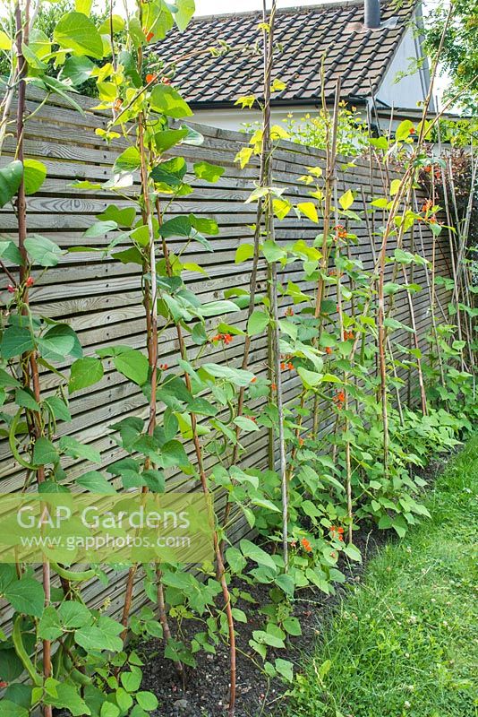 Phaseolus coccineus - Runner beans trained on bamboo stems next to fence