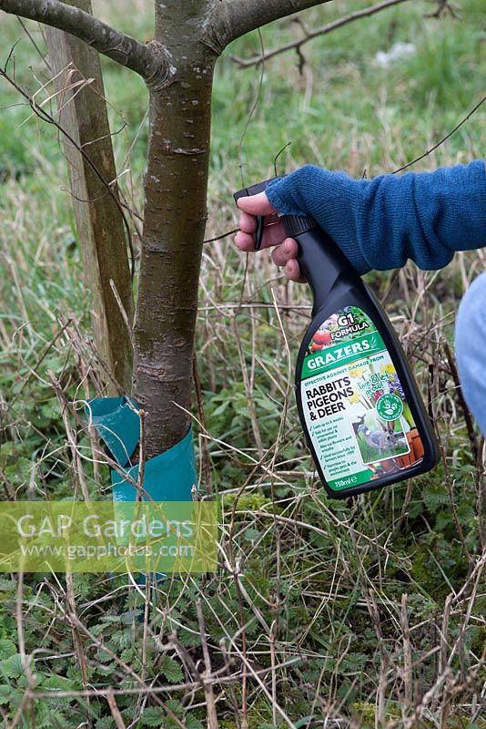 Applying animal repellant to stem of young apple tree to deter rodent damage - ready for use pack