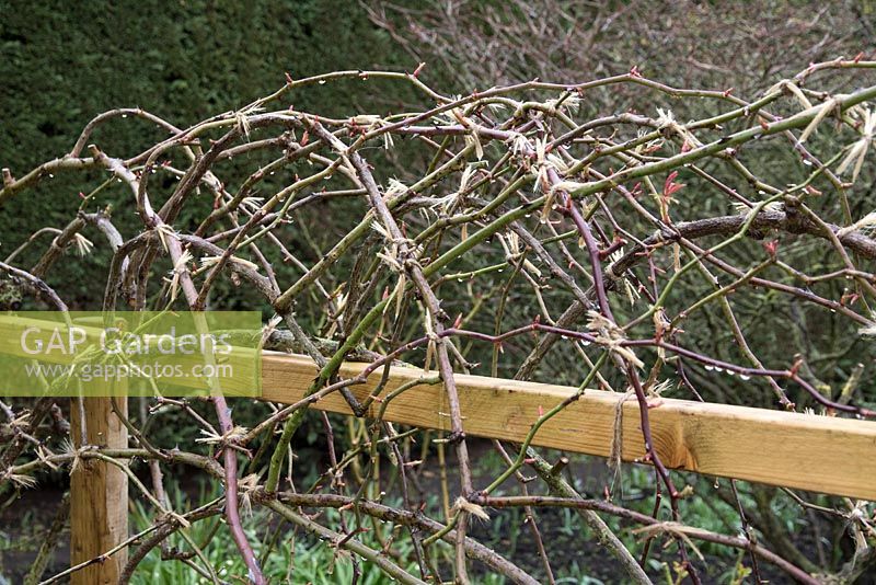 Rosa 'Cecile Brunner' after pruning and tying onto frame