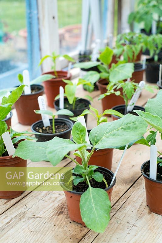 Greenhouse staging with Aubergine, Tomatoes, Chiilies and Courgette plants ready for potting on, May