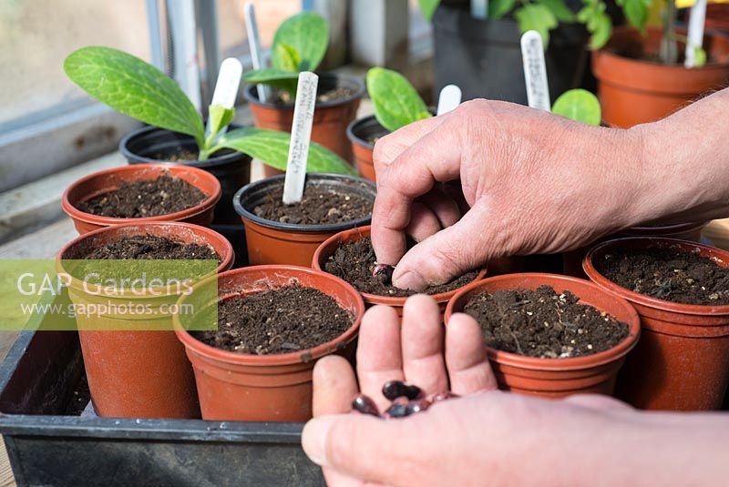 Runner Bean, Phaseolus coccineus, 'Streamline' sowing seeds into plastic pots on the potting bench.