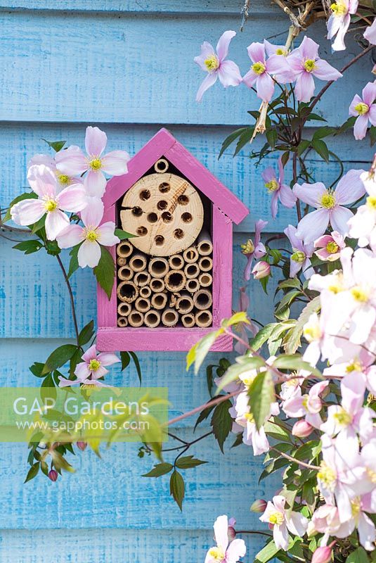Wildlife gardening - early summer garden with home made bug box placed on side of garden shed amongst flowering Clematis Montana.