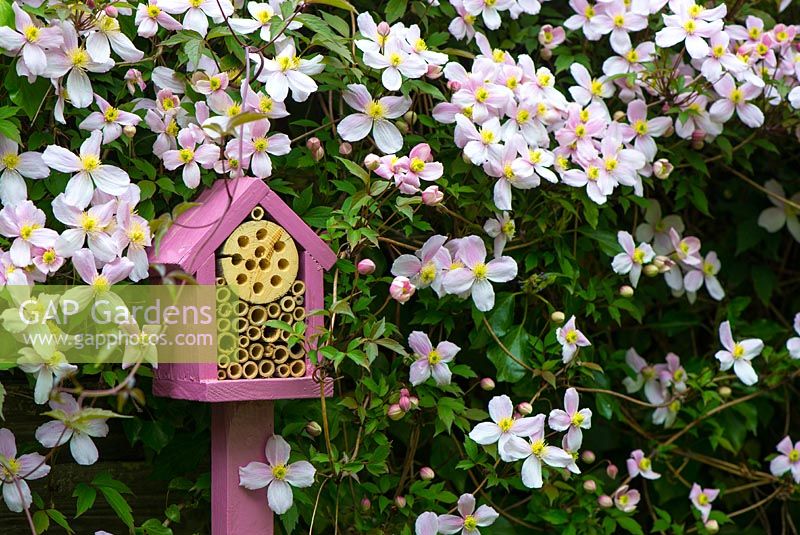 Wildlife gardening - early summer garden with pole mounted bug box placed amongst flowering Clematis Montana.