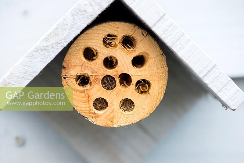 Bug box made from recycled materials showing the activity of the Red Mason Bee - Osmia bicornis, England, May 