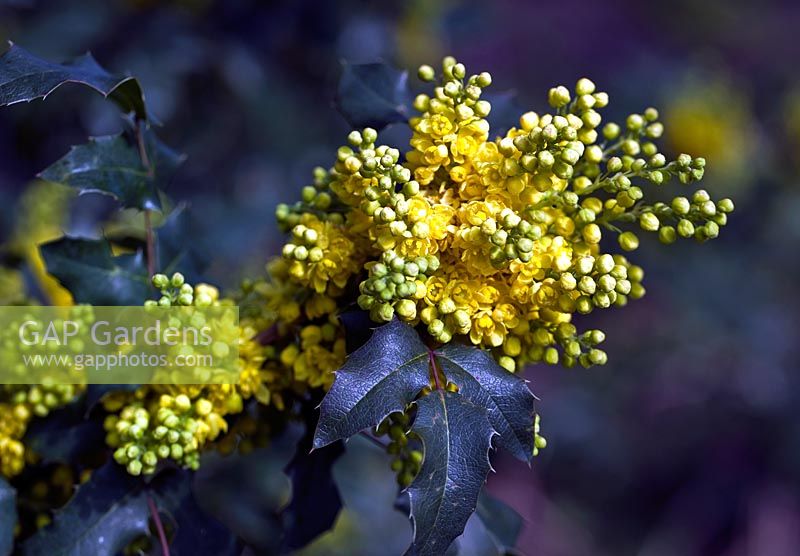 Mahonia Aquifolium Oregon Grape - evergreen shrubs with leathery and glossy spine toothed leaves with very fragrant yellow flowers in autumn through to spring. Dorothy Clive Garden, Willoughbridge, Staffordshire