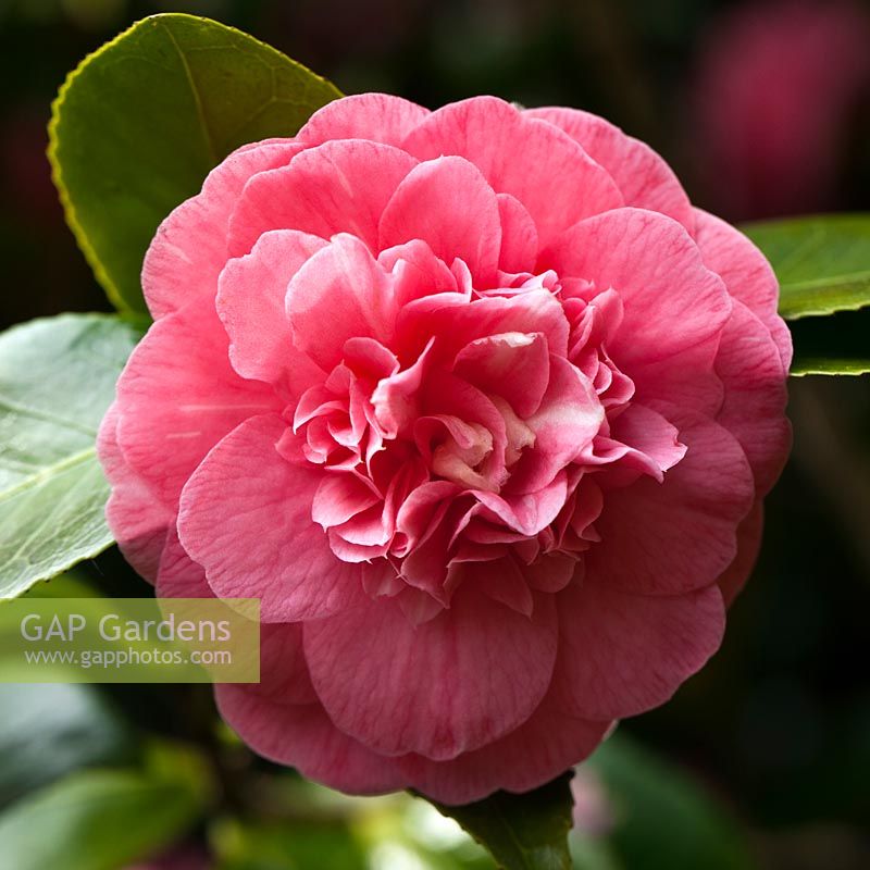 Camellia Japonica 'Gloire De Nantes' close up of pink flower. Dorothy Clive Garden, Willoughbridge, Staffordshire