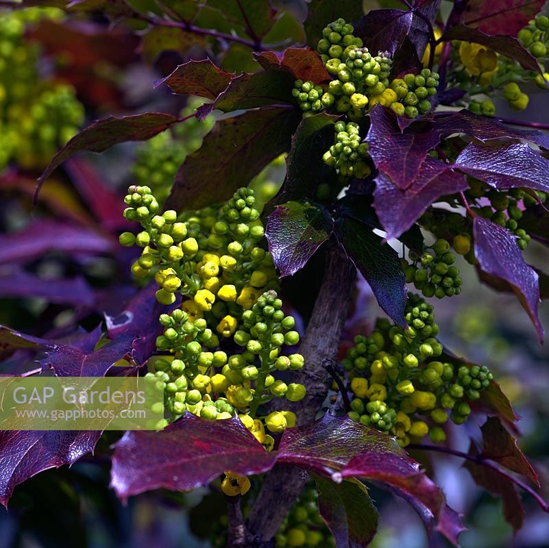 Mahonia Aquifolium Oregon Grap. Evergreen shrub with leathery and glossy spine toothed leaves with very fragrant yellow flowers in autumn through to spring. Dorothy Clive Garden, Willoughbridge, Staffordshire