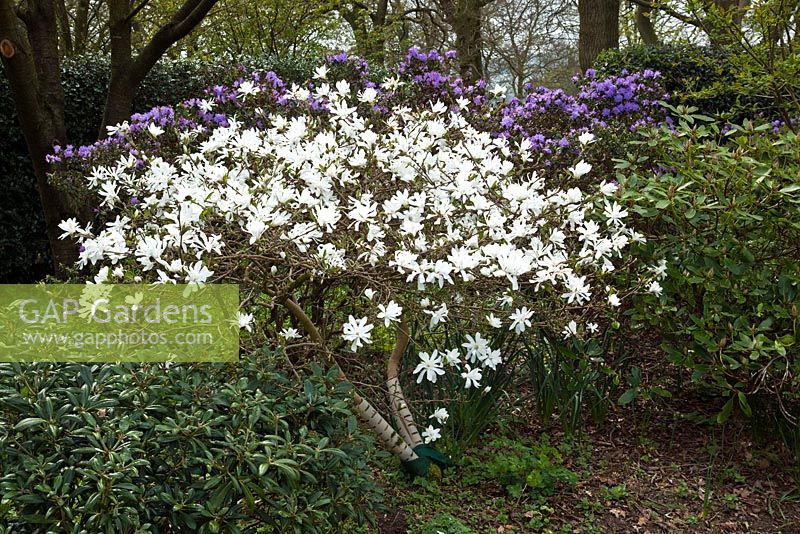 Magnolia 'Centennial' covers itself with shaggy white blooms in Springtime at the Dorothy Clive Garden, Willoughbridge, Staffordshire